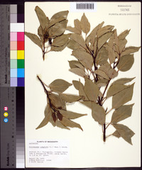 Cinnamomum camphora image