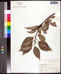 Cinnamomum camphora image