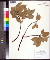 Cinnamomum camphora image