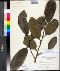 Diospyros ebenum image