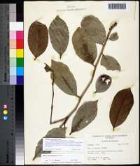 Diospyros inconstans image