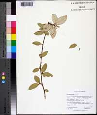 Elaeagnus pungens image