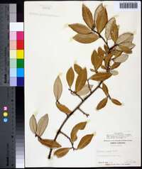 Elaeagnus pungens image