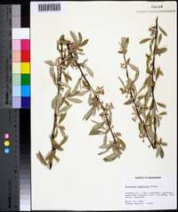 Elaeagnus umbellata image