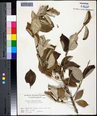 Elaeagnus umbellata image