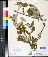 Elaeagnus umbellata image