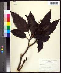 Aucuba japonica image