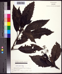 Aucuba japonica image