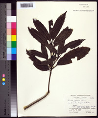 Aucuba japonica image