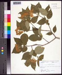 Cornus drummondii image