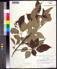 Cornus drummondii image