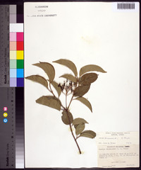 Cornus drummondii image