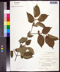 Cornus drummondii image