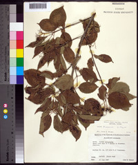 Cornus drummondii image