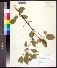 Cornus drummondii image