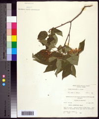 Cornus drummondii image