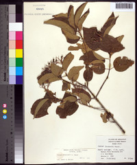 Cornus drummondii image