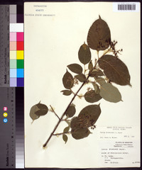 Cornus drummondii image