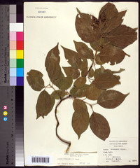 Cornus drummondii image