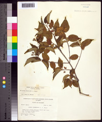 Cornus drummondii image