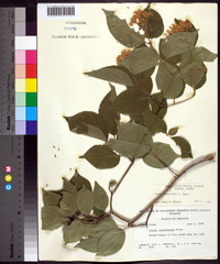 Cornus drummondii image