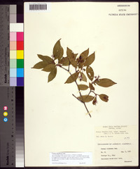 Cornus racemosa image