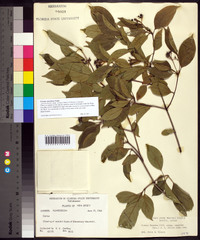 Cornus racemosa image