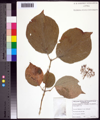 Cornus rugosa image