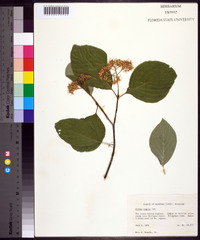 Cornus rugosa image