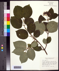 Cornus rugosa image