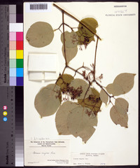 Cornus rugosa image