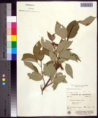 Cornus sericea subsp. sericea image