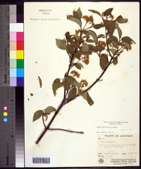 Cornus sericea subsp. sericea image