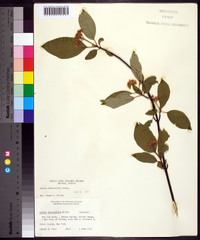 Cornus sericea subsp. sericea image