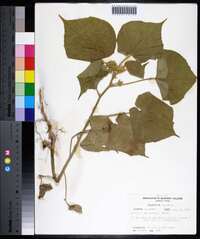 Abutilon theophrasti image