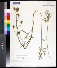 Callirhoe alcaeoides image