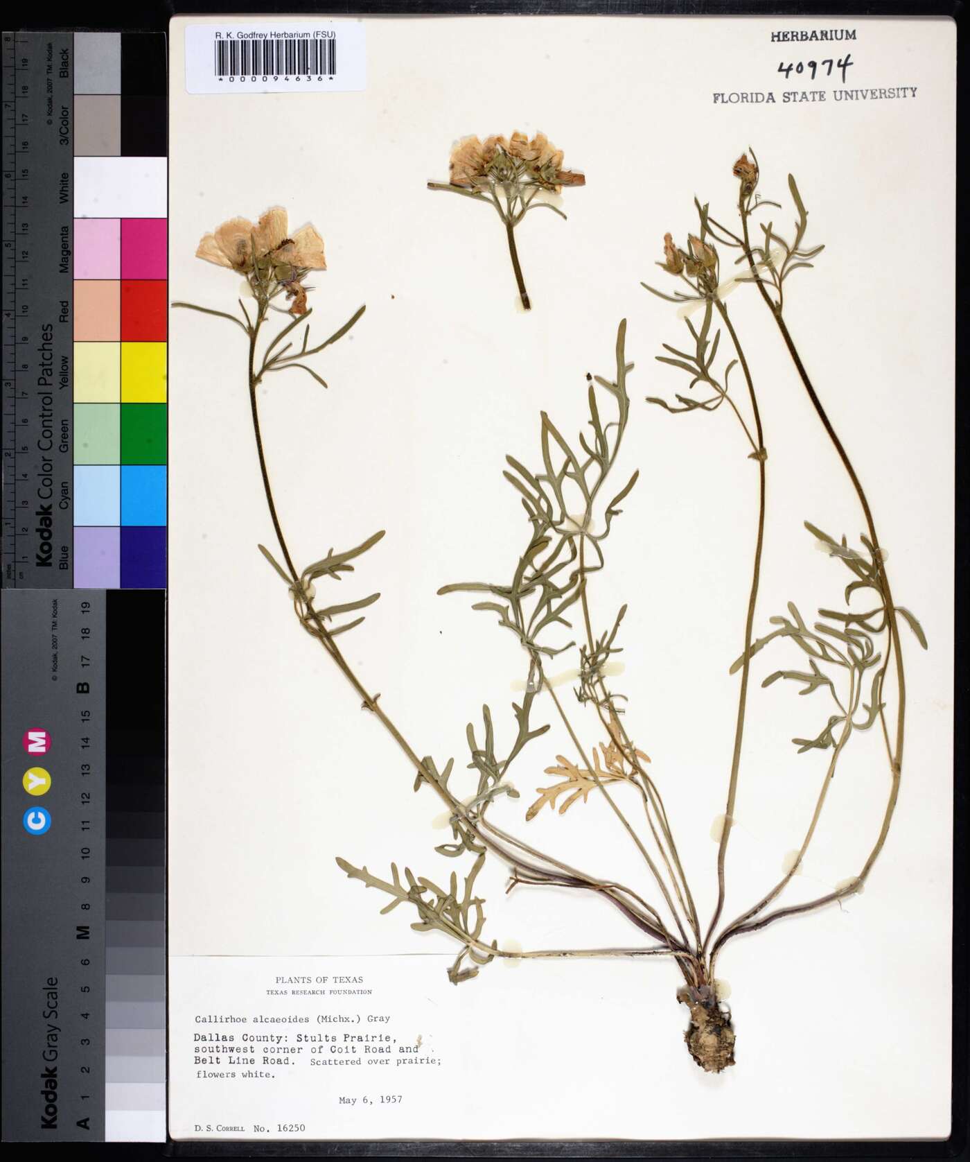 Callirhoe alcaeoides image