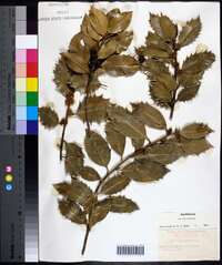 Ilex aquifolium image