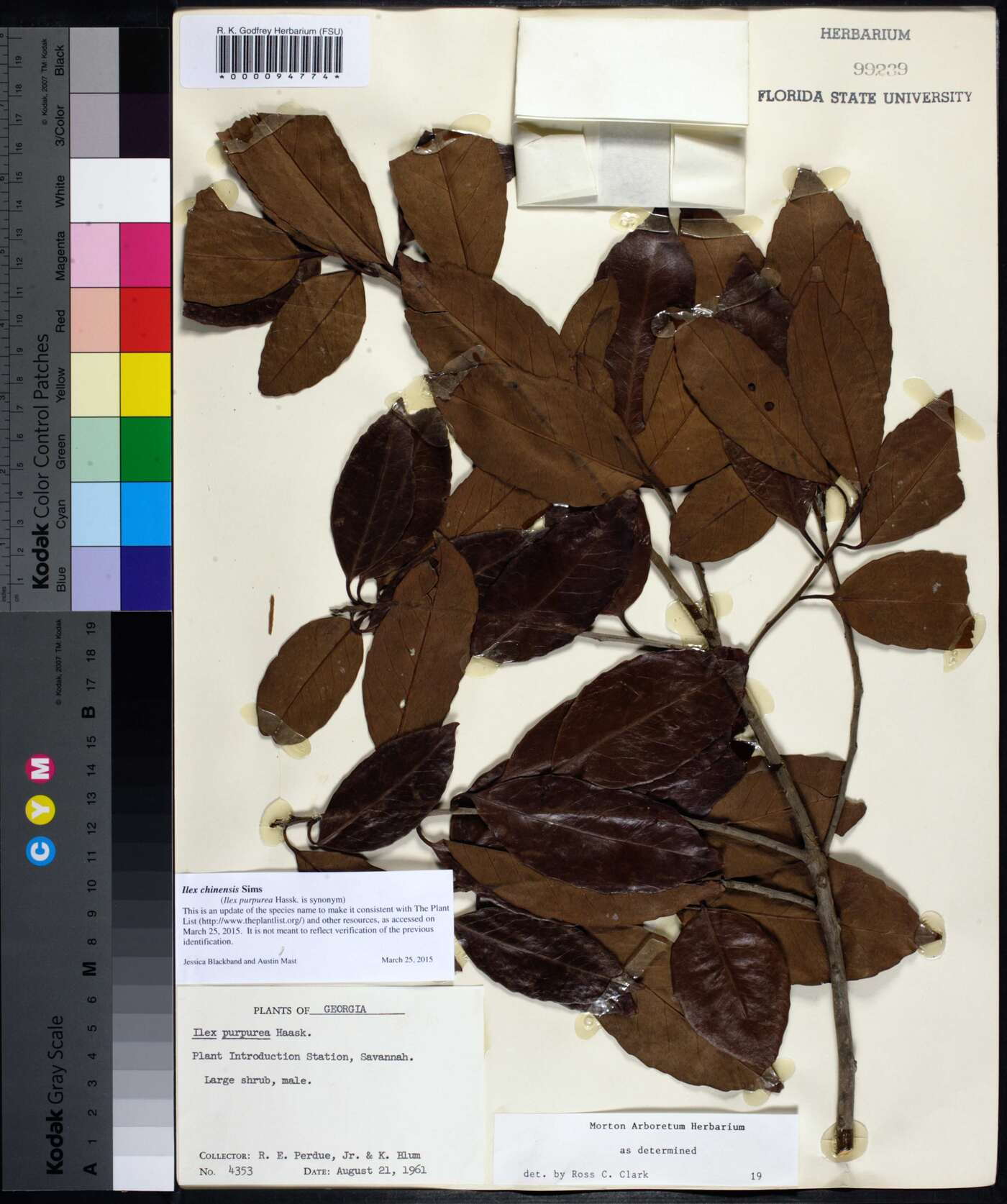 Ilex chinensis image