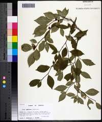 Ilex ambigua image