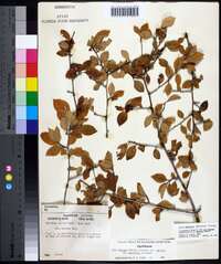 Ilex ambigua image