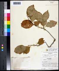 Ilex ambigua image