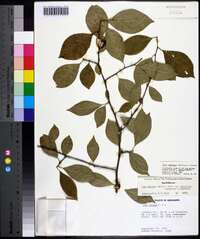 Ilex ambigua image