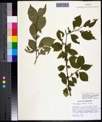 Ilex ambigua image