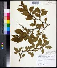 Ilex ambigua image