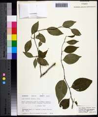 Ilex ambigua image