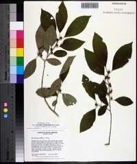 Ilex ambigua image