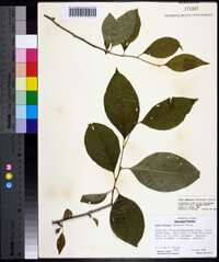 Ilex ambigua image