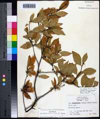 Ilex ambigua image