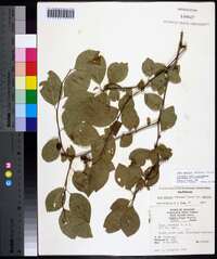 Ilex ambigua image